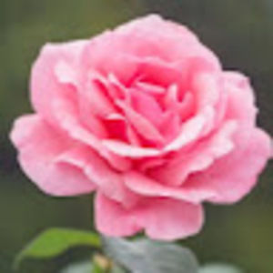 Meet your Posher, Carter